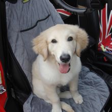 Waterproof Oxford Cloth Pet Seat Cover